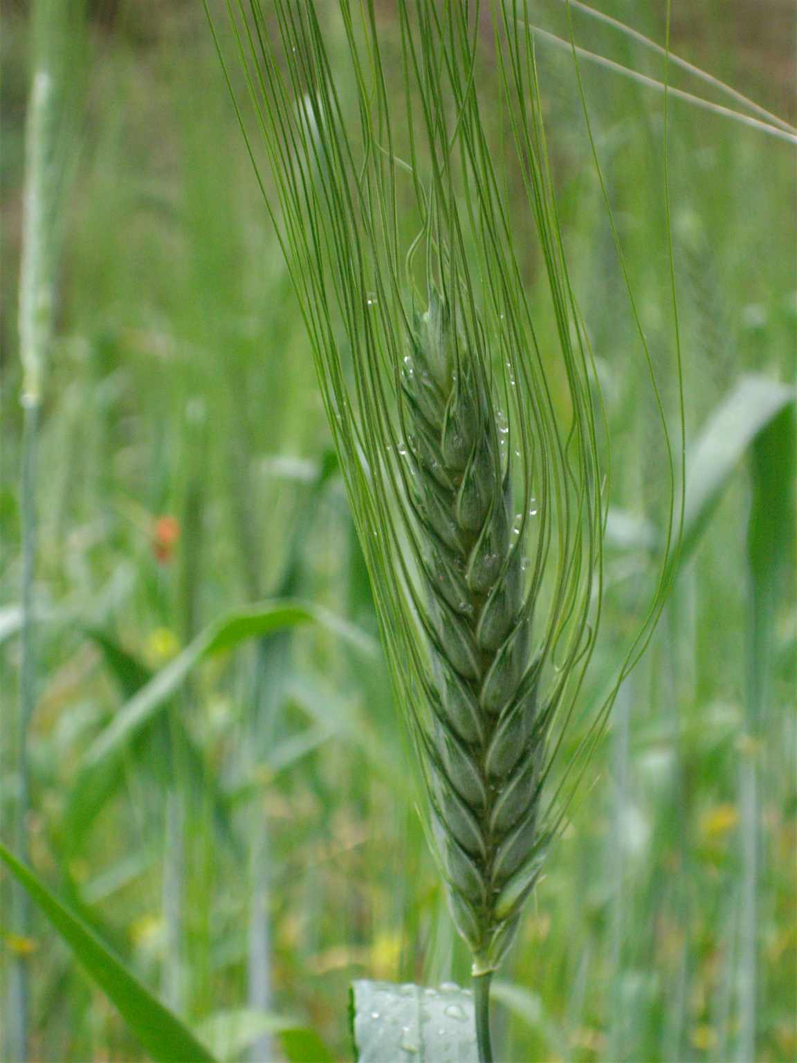 El Germen de Trigo