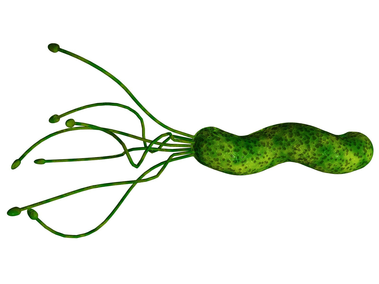 Suplemento natural indicado para la infección por Helicobacter Pylori