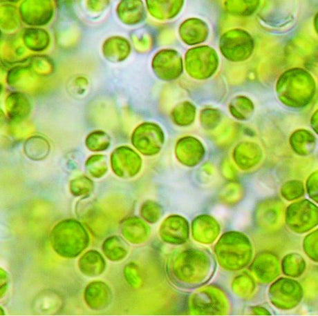 Propiedades del alga Chlorella