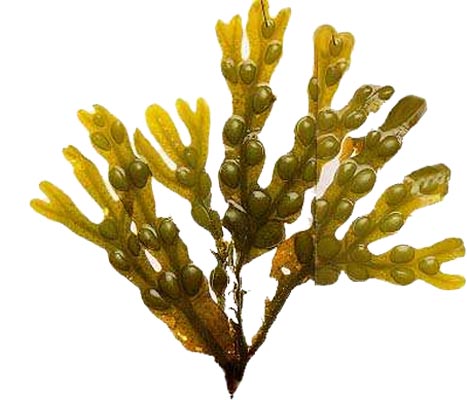 Alga Fucus: activa tu metabolismo