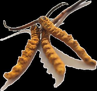 El Cordyceps sinensis, un excelente tónico energético