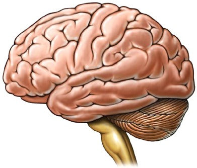 Cerebro y cognición: interés de la nutrición