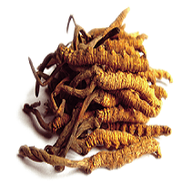 Principales propiedades del Cordyceps