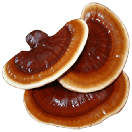 8 beneficios del Reishi