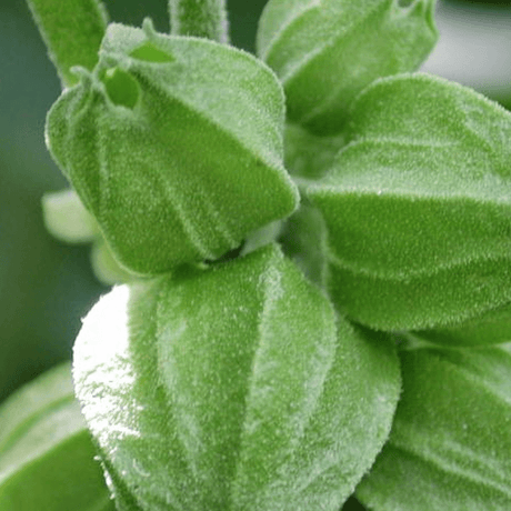 Adiós al estrés con la Ashwagandha