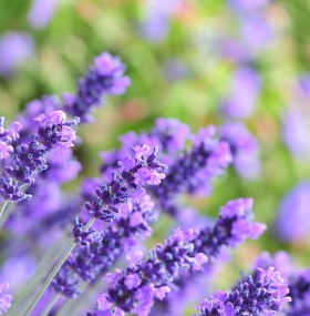 Aceite de lavanda para aliviar el estrés y la ansiedad