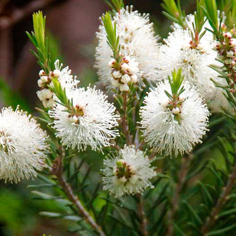 Árbol del Té: El enemigo natural de los piojos