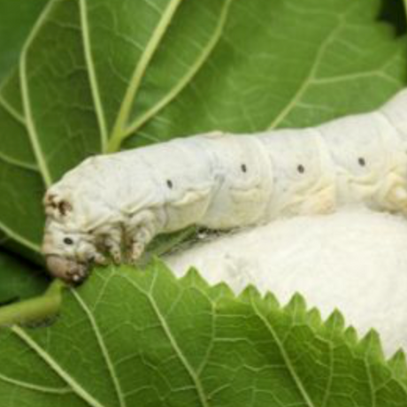 La serrapeptasa en el tratamiento de las enfermedades respiratorias