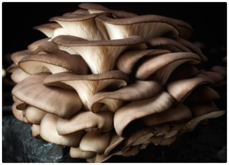 Las propiedades inmunomoduladoras del hongo Pleurotus