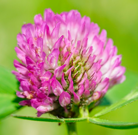 Propiedades del trébol rojo, planta medicinal para la mujer