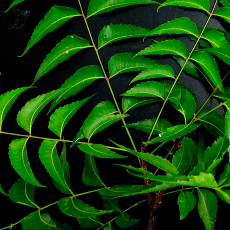 Conoce el aceite de neem y sus propiedades para la piel y el cabello