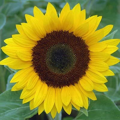 ¿Qué propiedades medicinales tienen las semillas de girasol?