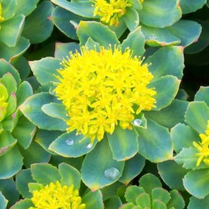 ¿Para qué sirve la Rhodiola Rosea?