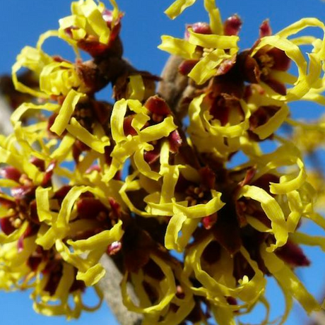 ¡Todo sobre el hamamelis!