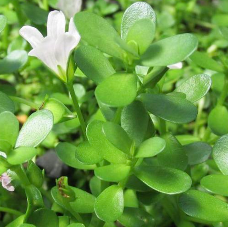 Bacopa: concepto, propiedades y contraindicaciones