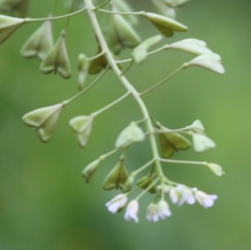 Propiedades de la Bolsa de Pastor (Capsella bursa pastoris)