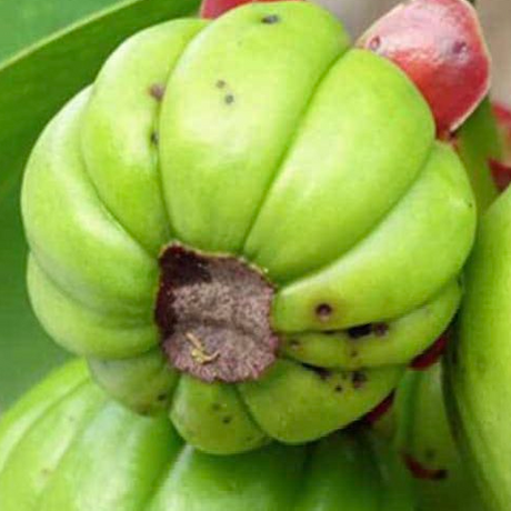 Propiedades medicinales de Garcinia Cambogia