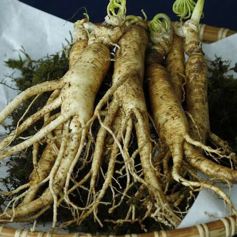 ¿Qué es el ginseng? ¿Para qué sirve?