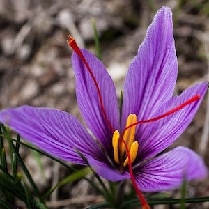 ¡Descubre las propiedades de Crocus sativus!