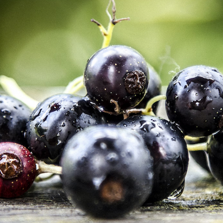 Todo sobre el grosellero negro (Ribes Nigrum)