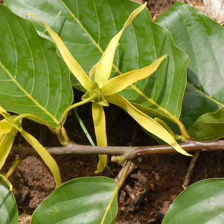 Conoce la flor de ylang ylang y sus propiedades