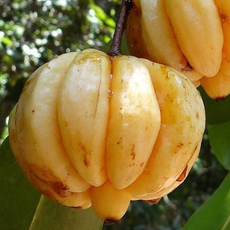 Garcinia cambogia: propiedades, uso y evidencia científica