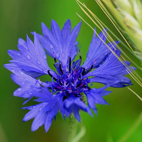 Flores de aciano: beneficios y propiedades