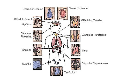 Sistema hormonal