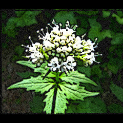 Valeriana