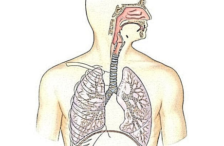 Sistema respiratorio