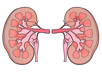 Sistema renal